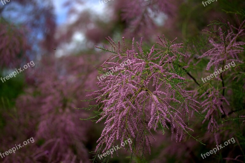 Tamarix Tetrandra Sea Buckthorn Casey Flowers Mov