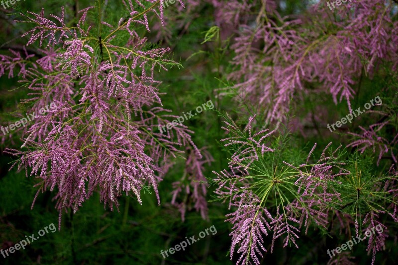 Tamarix Tetrandra Sea Buckthorn Casey Flowers Mov