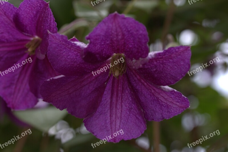 Clematita Flower Mov Petals Plants