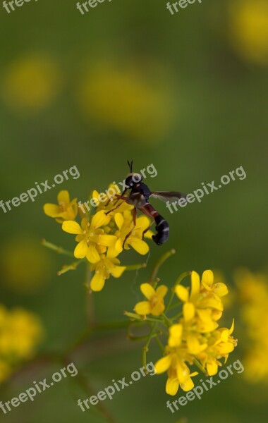 Wasp Flower Yellow Petals Nature