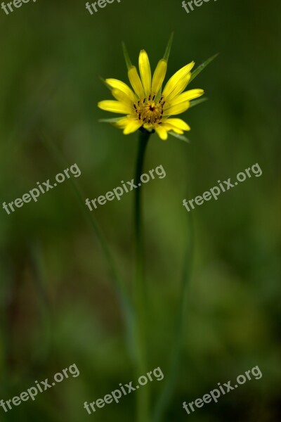 Flower Yellow Wild Plant Green Plain