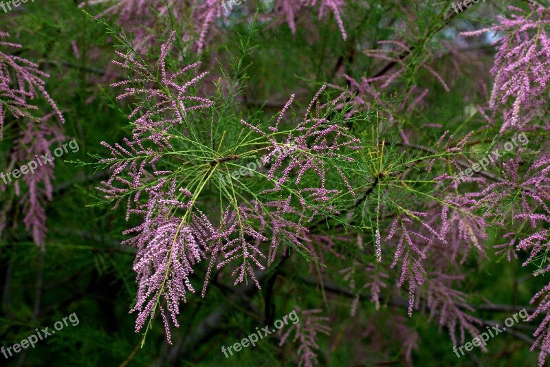 Tamarix Tetrandra Sea Buckthorn Casey Flowers Mov