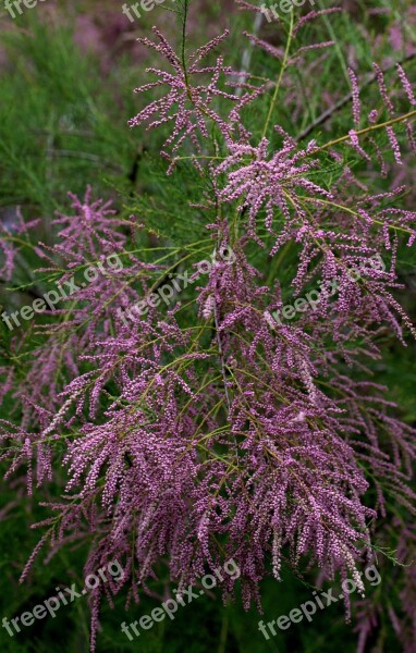 Tamarix Tetrandra Sea Buckthorn Casey Flowers Mov