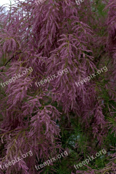 Tamarix Tetrandra Sea Buckthorn Casey Flowers Mov