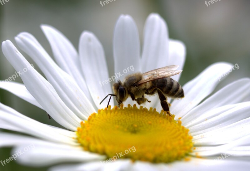 Bee Daisy Pollen Work Insecta