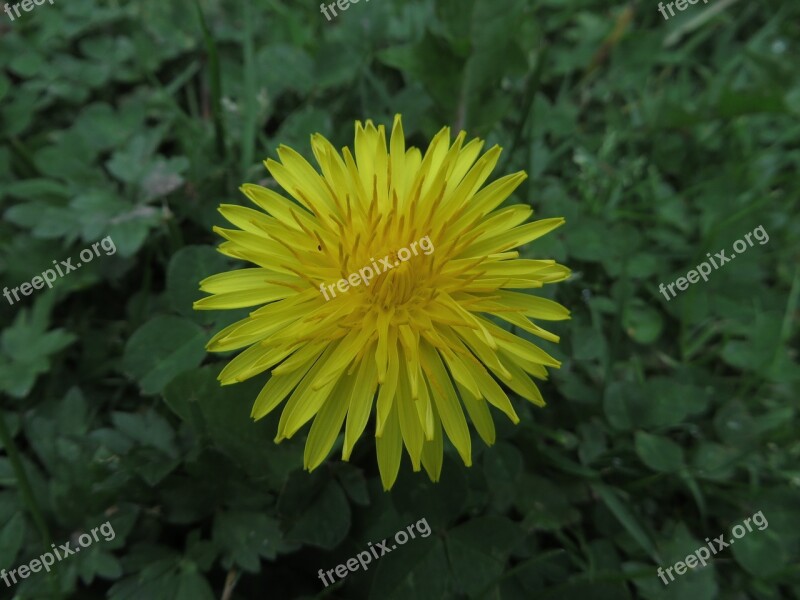 Nature Flower Plant Wild Flower Garden