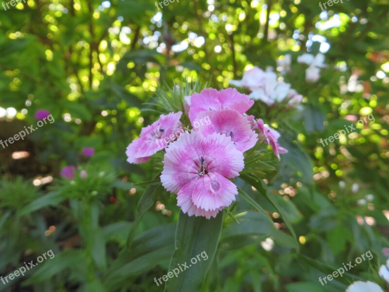 Flowers Nature Pink Flower Plant Beautiful Flower