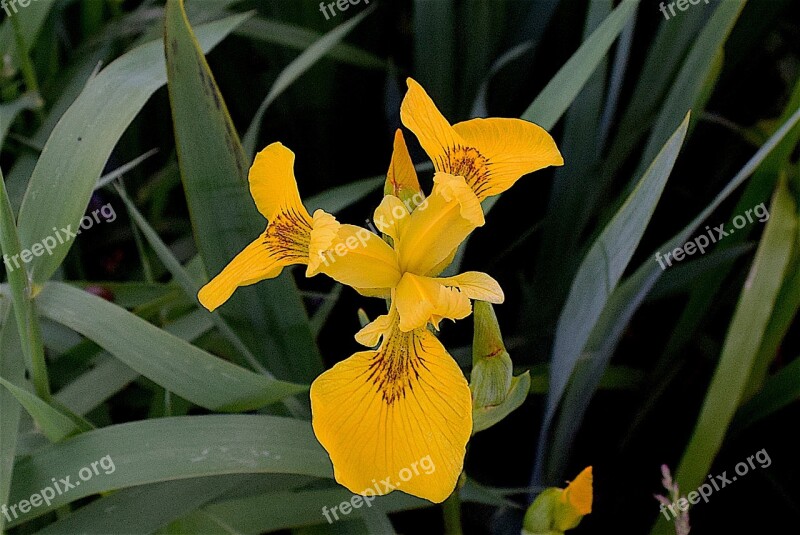 Wild Iris Yellow Plant Iris Wild