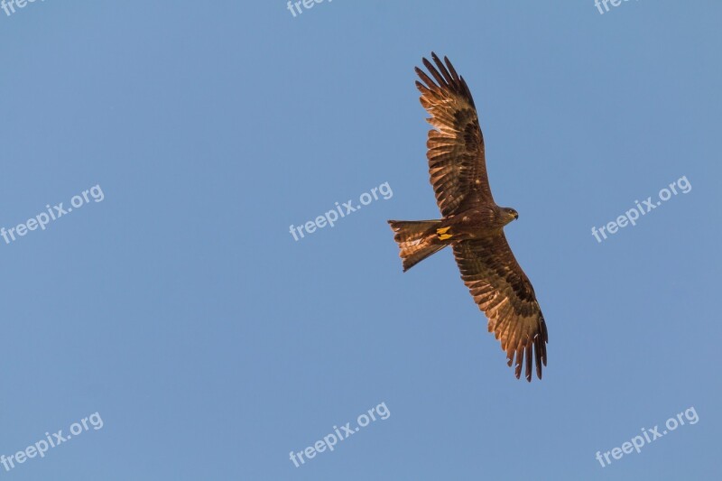 Milan Bird Of Prey Raptor Black Milan Bird