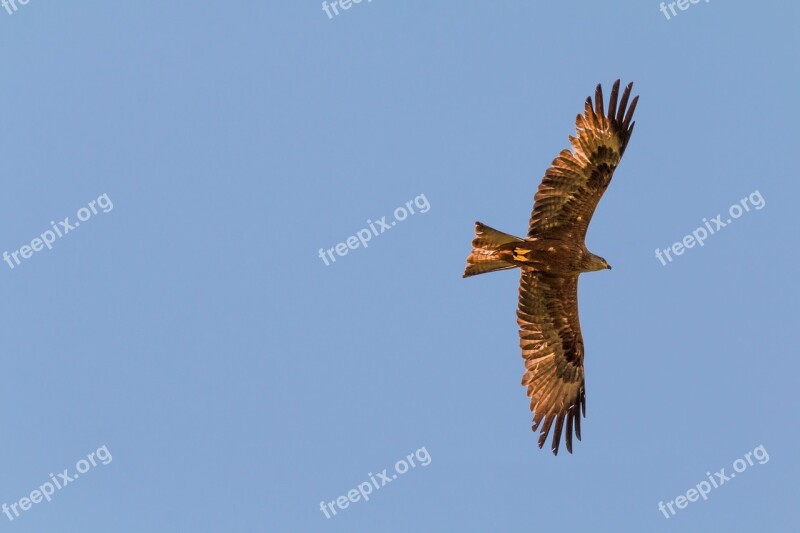 Milan Bird Of Prey Raptor Black Milan Bird