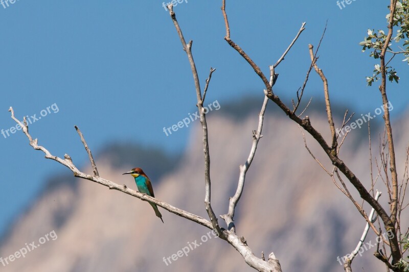 European Bee Eater Bird Colorful Birds Plumage Nature