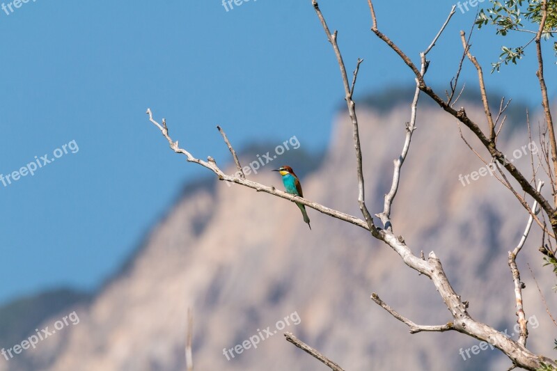 European Bee Eater Bird Colorful Birds Plumage Nature