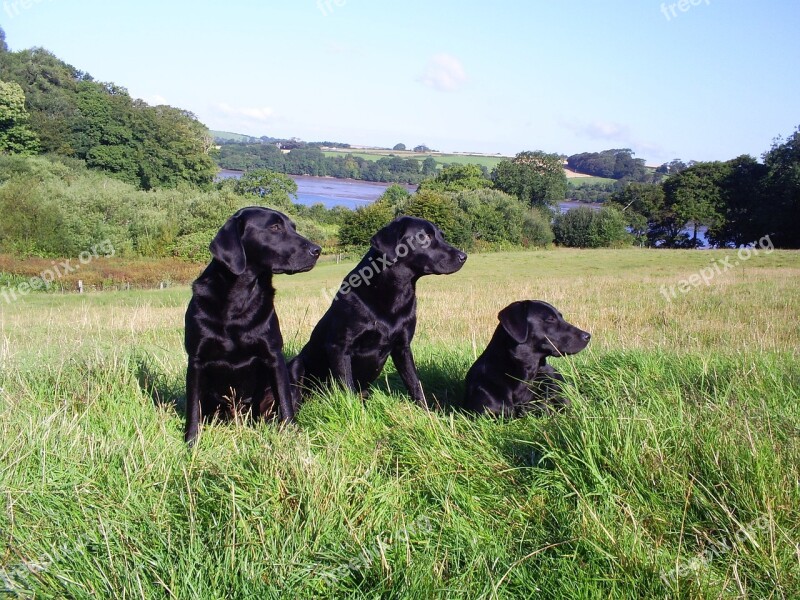 Labradors Labrador Summer Hill Field