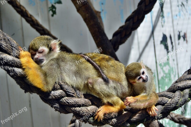 Monkey äffchen Zoo Monkey Family Baby