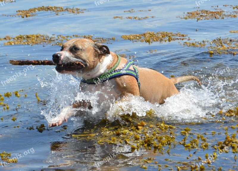 Dog Amstaff Pitbull American Staffordshire Water