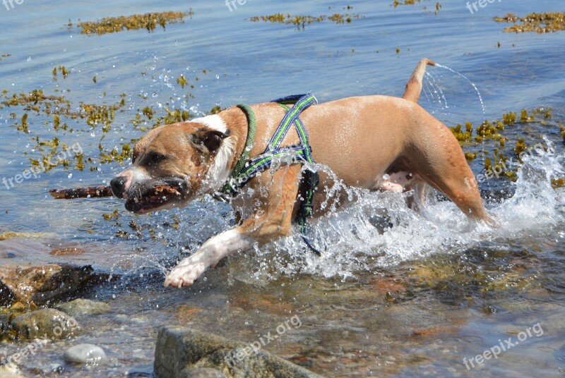 Dog Amstaff Pitbull American Staffordshire Water