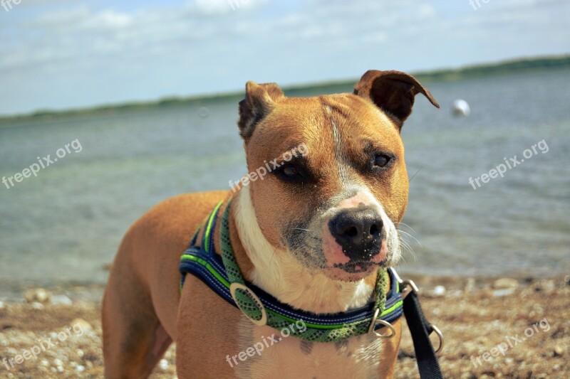 Dog Amstaff American American Staffordshire Pitbull