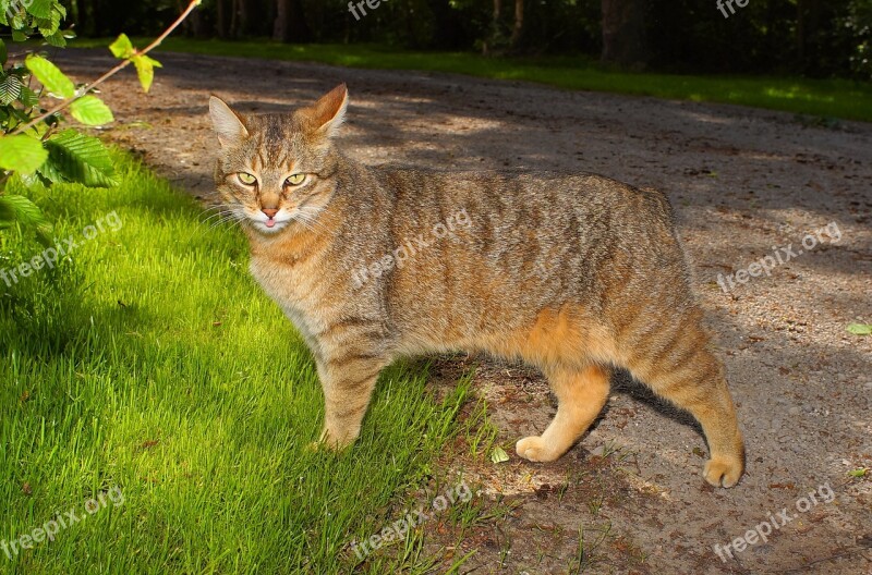 Cat Female Portrait Three Coloured Attention