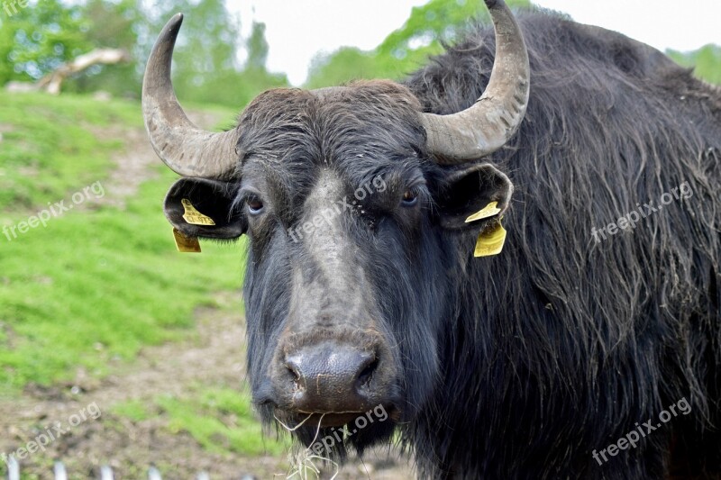 Water Buffalo Livestock Close Up Free Photos