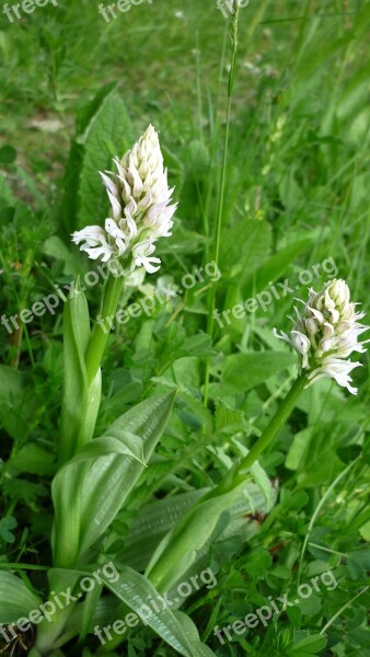 Orchis Tridentata Albino White-flowered Rarity German Orchid Nature Conservation