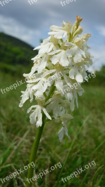 Orchis Purpurea Albino White Rarity German Orchid Reported