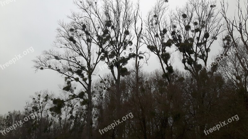 Mistletoe Trees Forest Plant Parasite