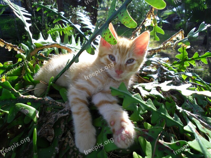 Cat Yard Plant Nature Animal