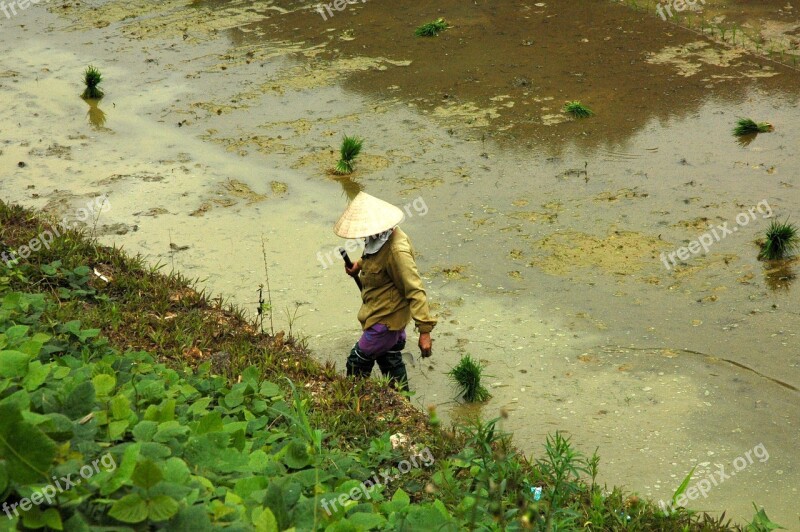 Viet Nam Rice Field Rice Free Photos