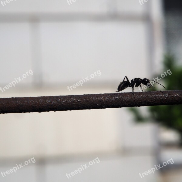 Ant Fence Insect Free Photos