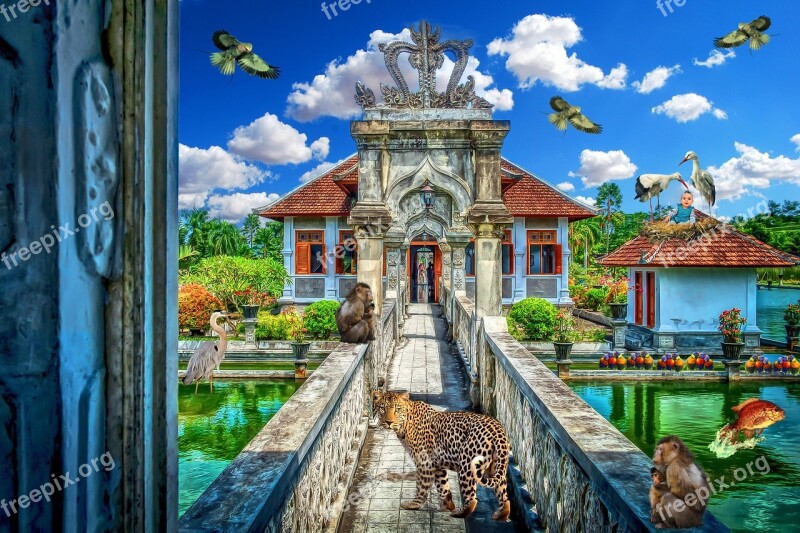 Bali Exotic Animals Composite Free Photos