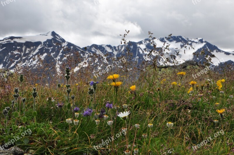 Mountain Meadow Flowers Mountains Free Photos