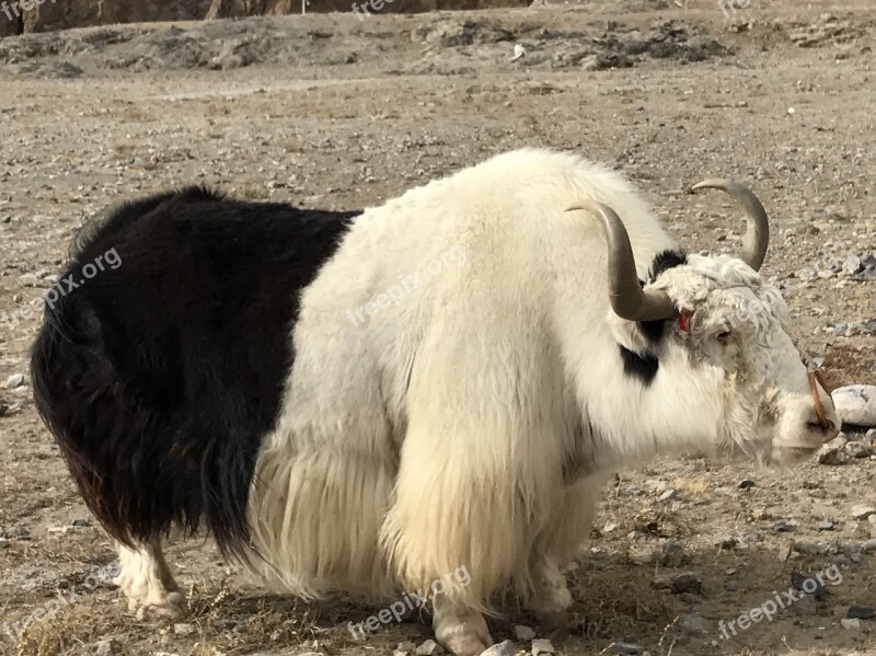 Namtso Black And White Cow Sunshine Free Photos