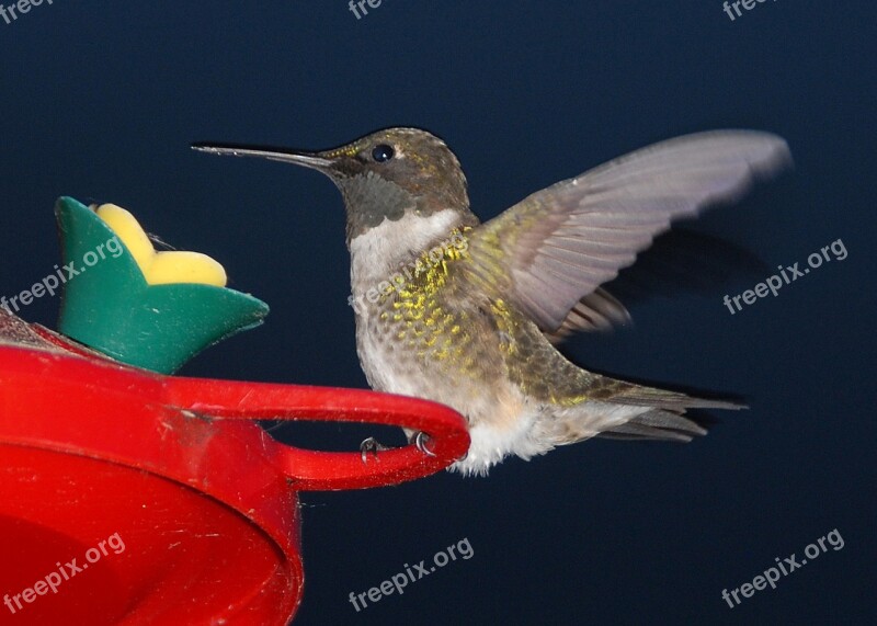 Humming Bird Feeding Birds Hummingbird Flying