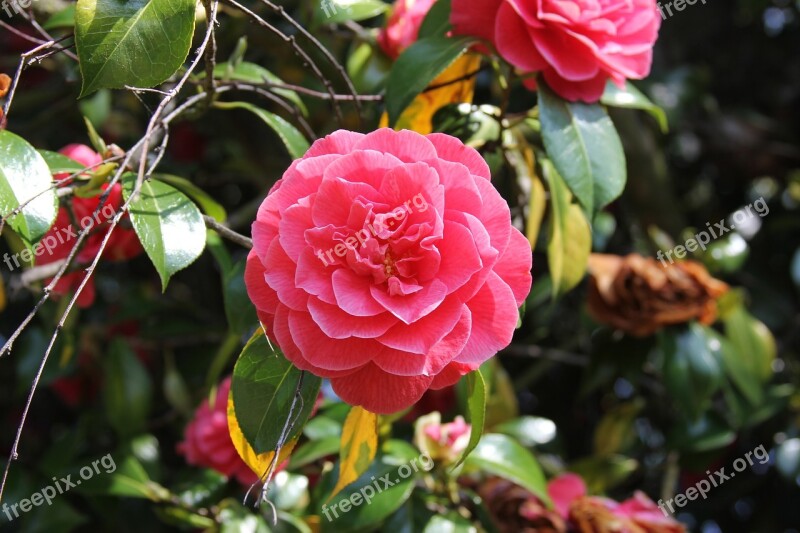 Flower Pink Pink Flowers Floral Plant