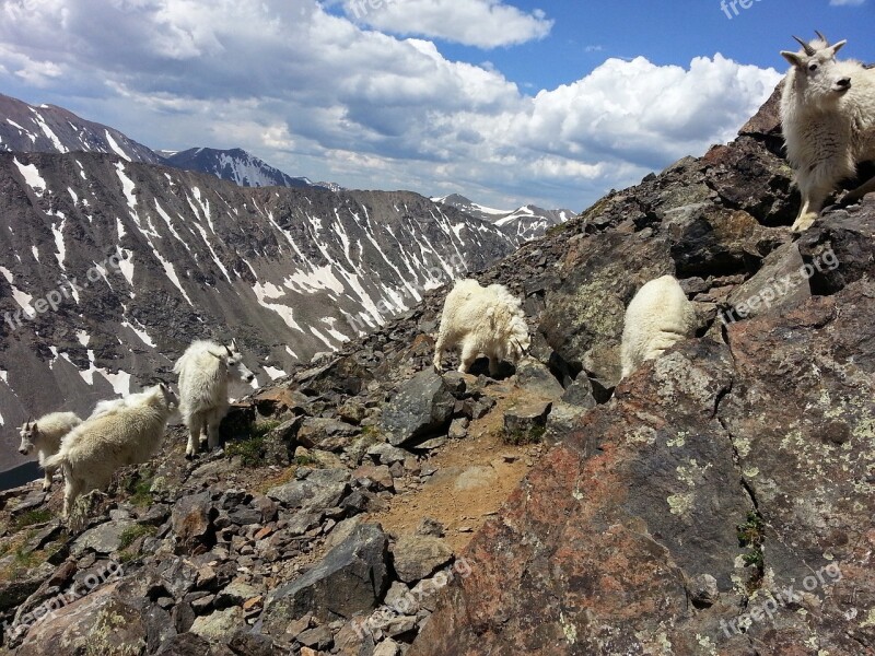 Mountain Goats Goats Mountain Quandary Peak Animals