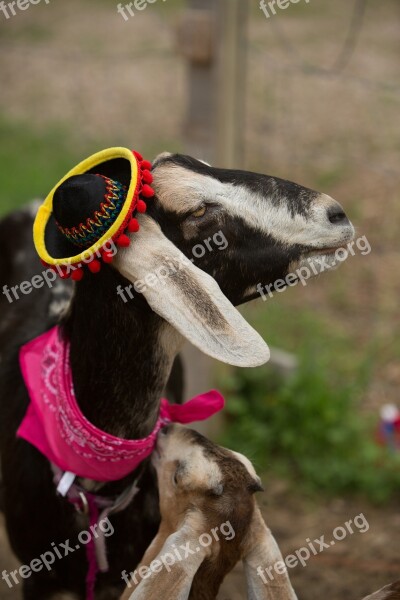 Festive Goat Farm Red Yellow