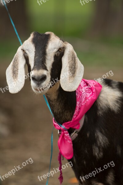 Goat Farm Silly Happy Pink