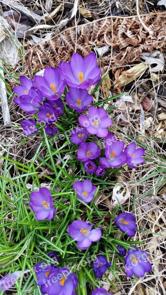 Flower Crocus Purple Spring Flower Grass