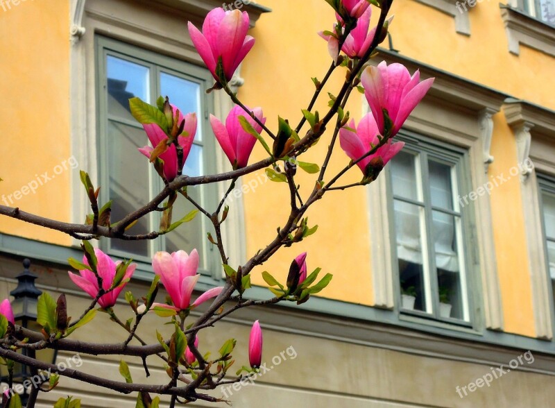 Magnolia Flowers Dissolved Nature Beautiful