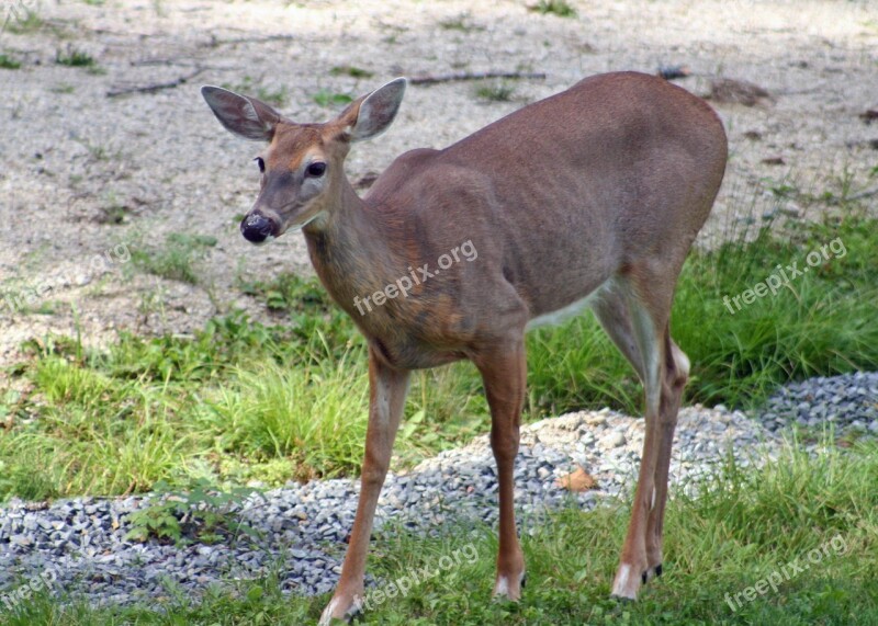 Deer Whitetail Deer Wildlife Doe Nature