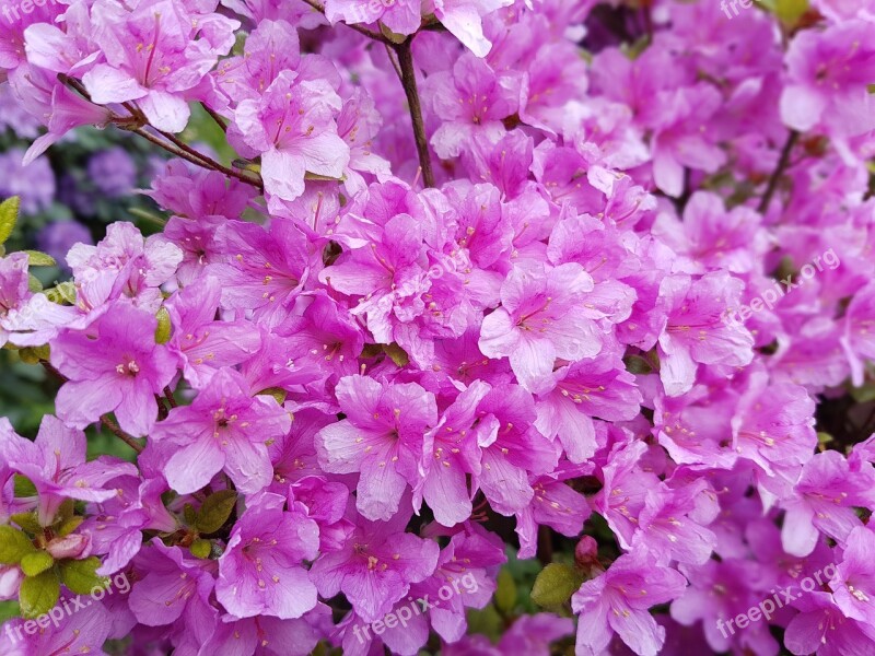 Flowers Spring Pink Azaleas Azalea