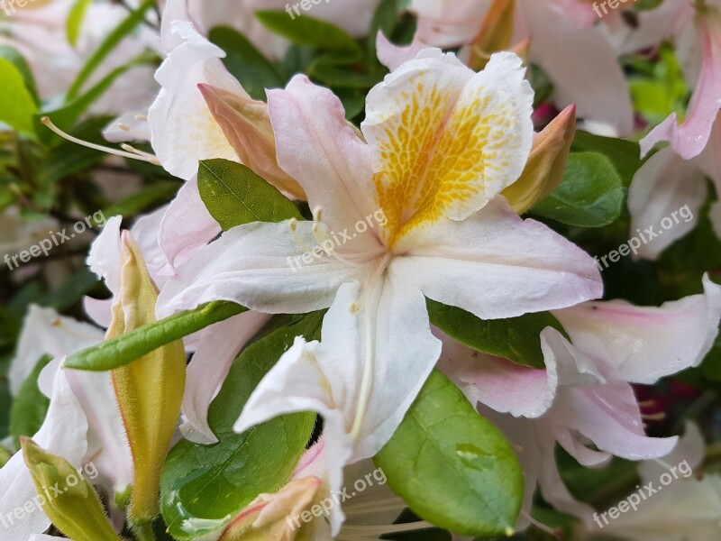 Flowers Spring Azaleas Azalea Free Photos