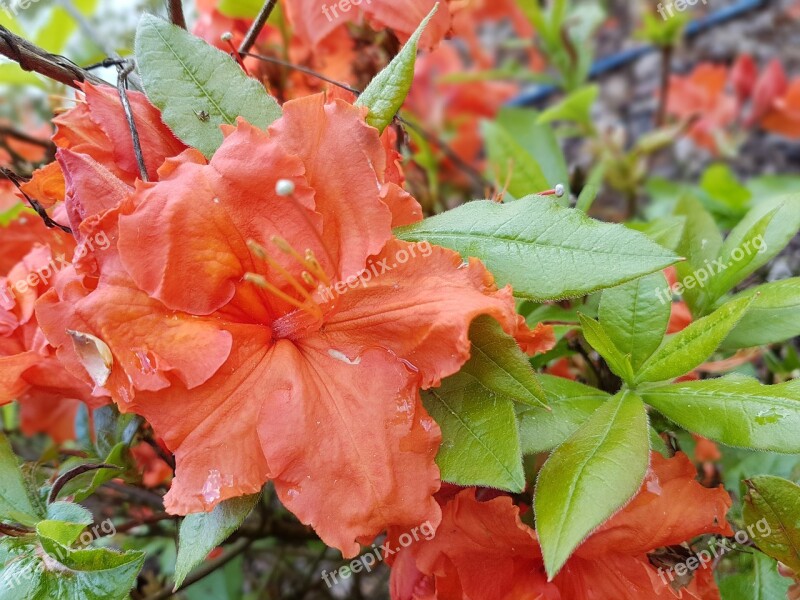 Flowers Spring Azalea Azaleas Free Photos