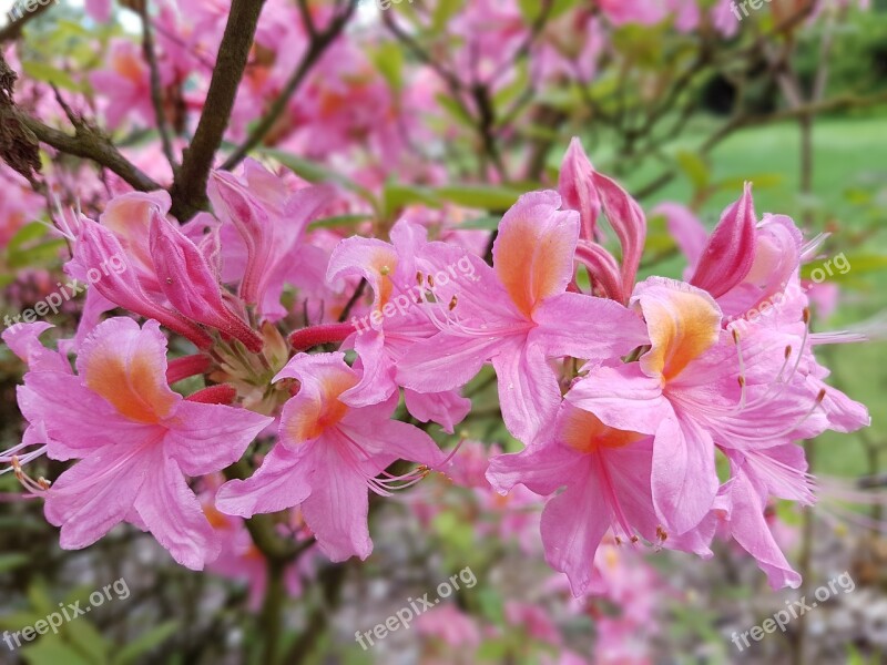 Flowers Spring Azaleas Pink Azalea