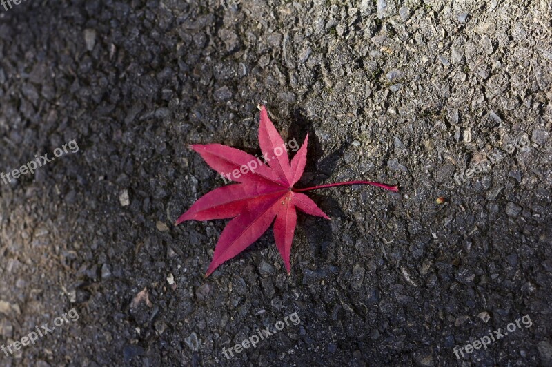 Red Maple Leaf Leaves Autumn