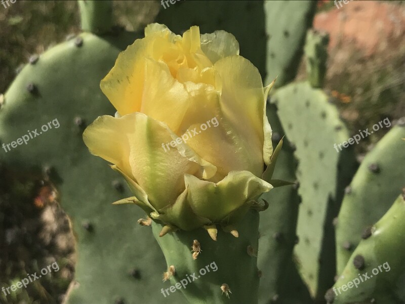 Cactus Flower Bloom Prickly Pear Yellow