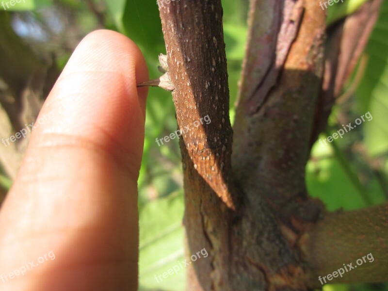 Thorn Finger Plant Tree Hand