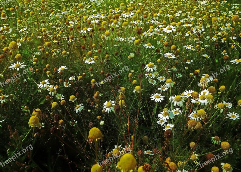 Chamomile Blossom Bloom Flower Nature