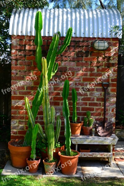 Cactus Brick Texture Wall Yard