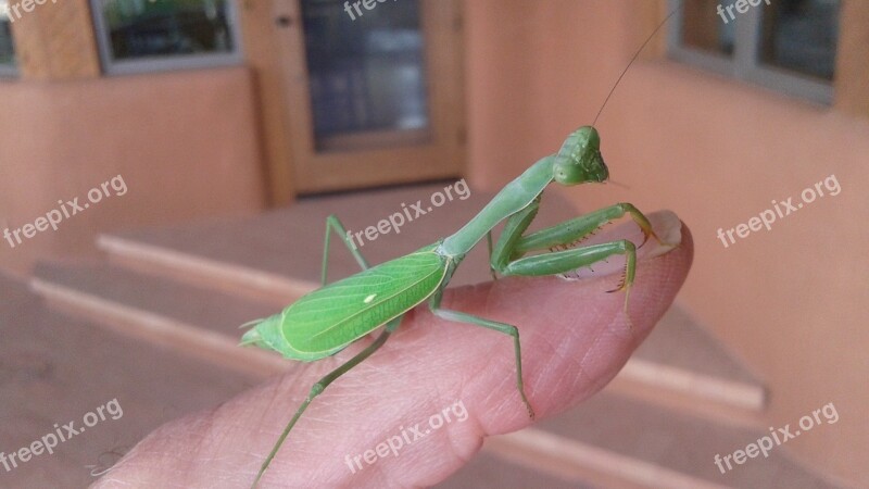 Insect Praying Mantis Bug Predator Green